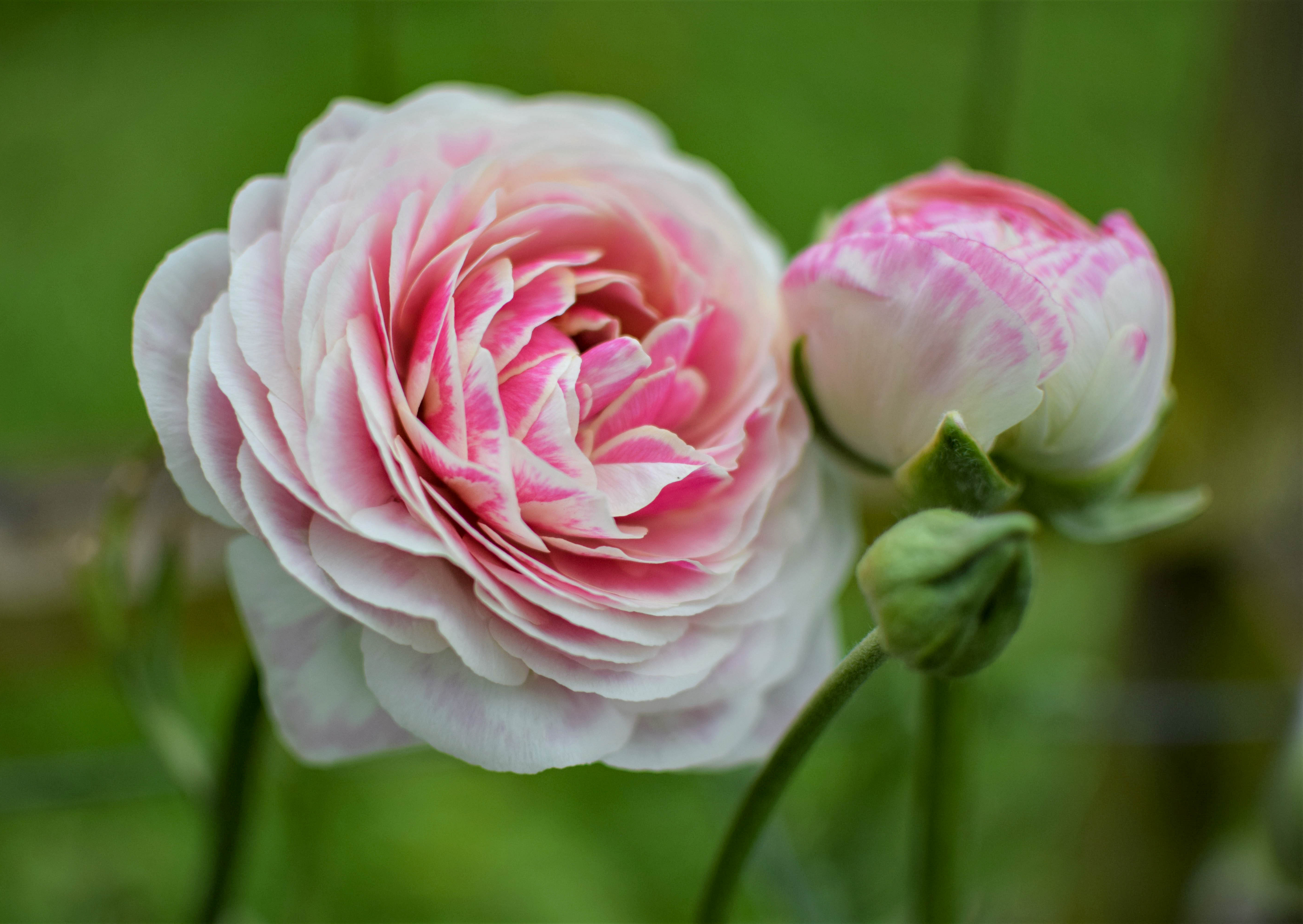Ranunculus ‘Porcelaine’ – Zoe Woodward Gardening