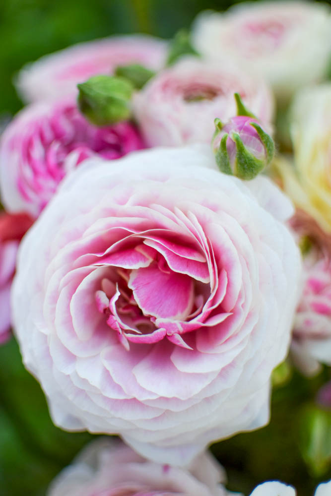 Ranunculus ‘Porcelaine’ – Zoe Woodward Gardening