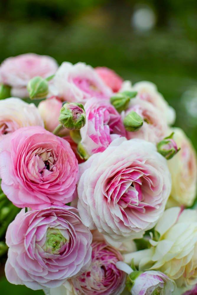 Ranunculus ‘Porcelaine’ – Zoe Woodward Gardening