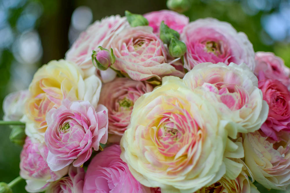 Ranunculus ‘Porcelaine’ – Zoe Woodward Gardening