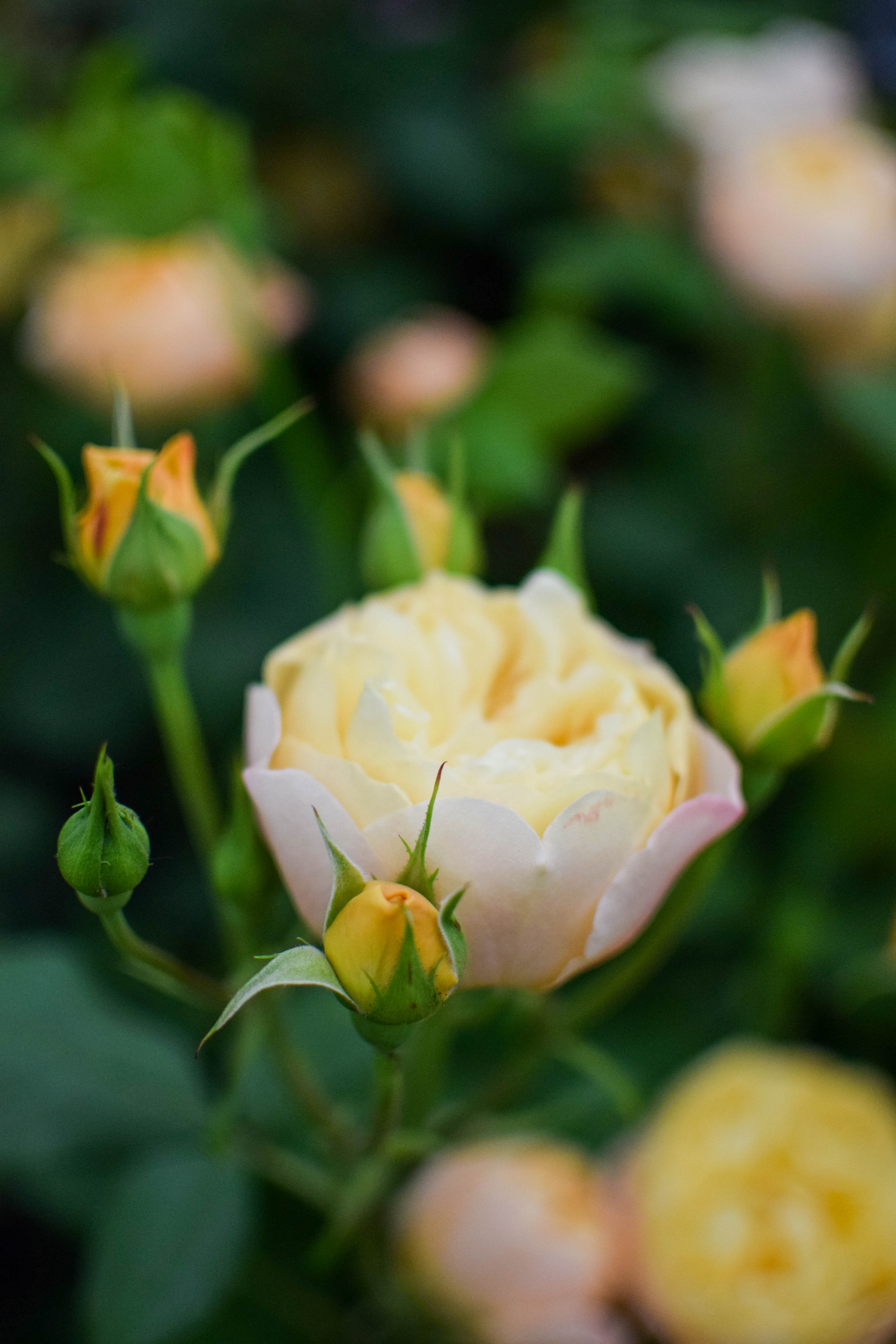 Rosa Rd Rosa RD-1 – Zoe Woodward Gardening