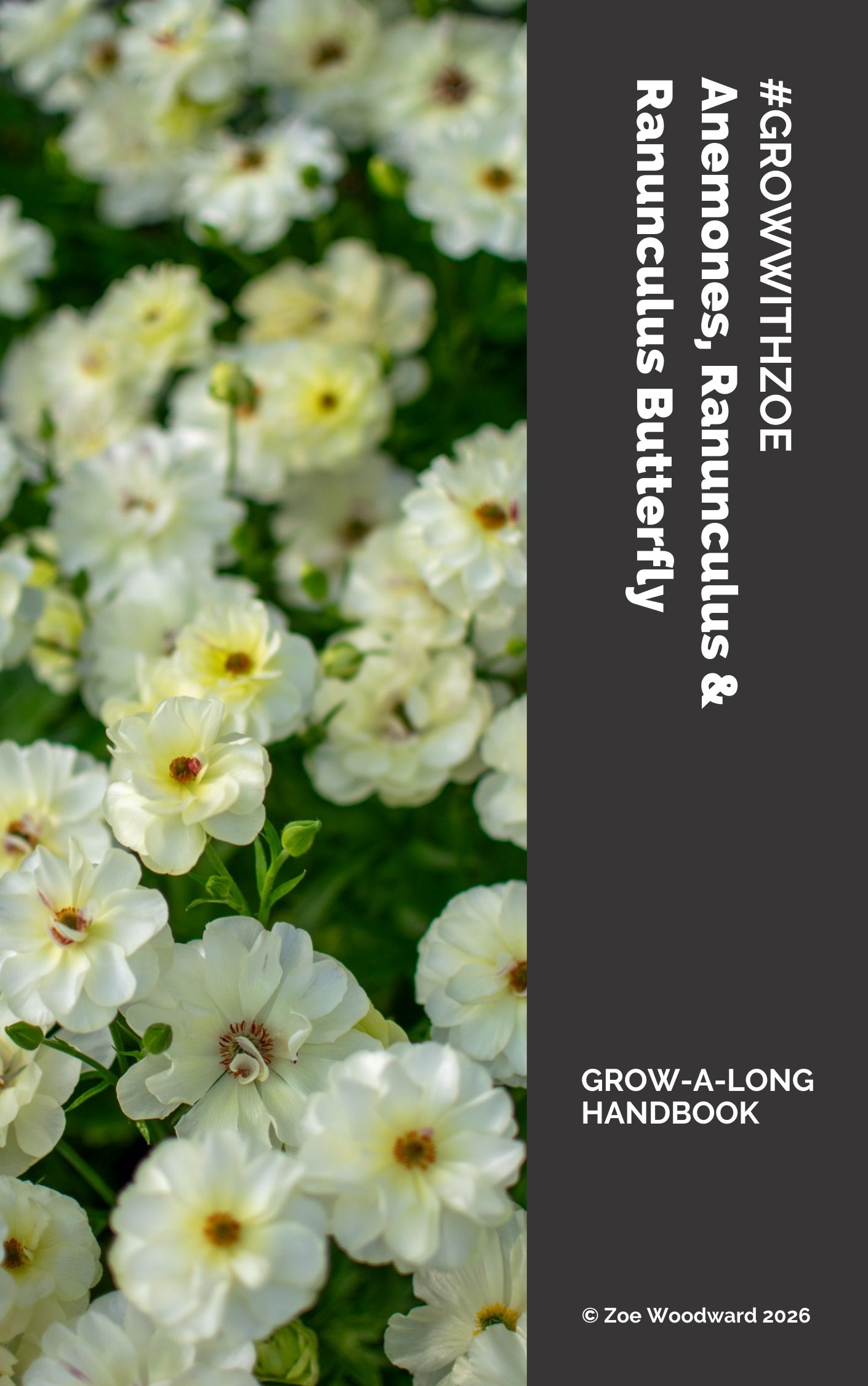 Dotch Ranunculus Anemones, Ranunculus & Ranunculus Butterfly ebook Handbook 2025/26 ...