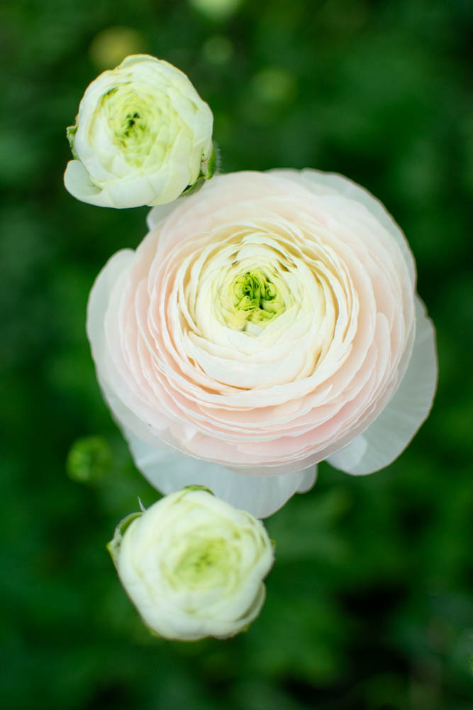 Ranunculus ‘Chamallow’ – Zoe Woodward Gardening
