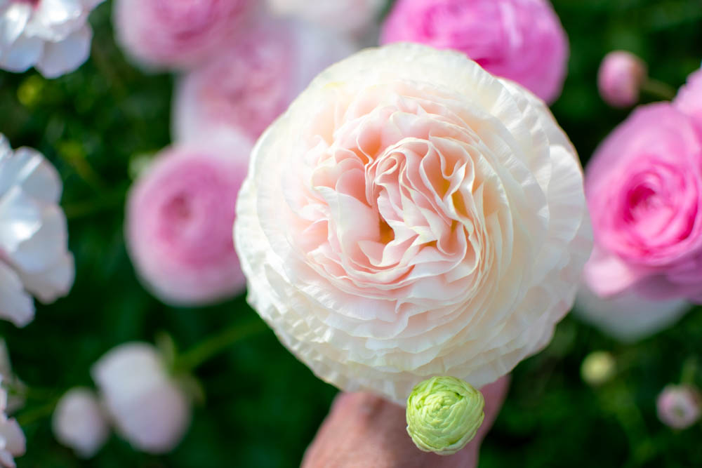 Ranunculus ‘Chamallow’ – Zoe Woodward Gardening