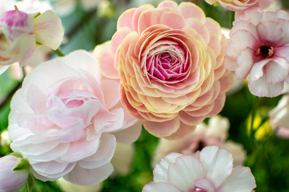 Ranunculus ‘Porcelaine’ – Zoe Woodward Gardening