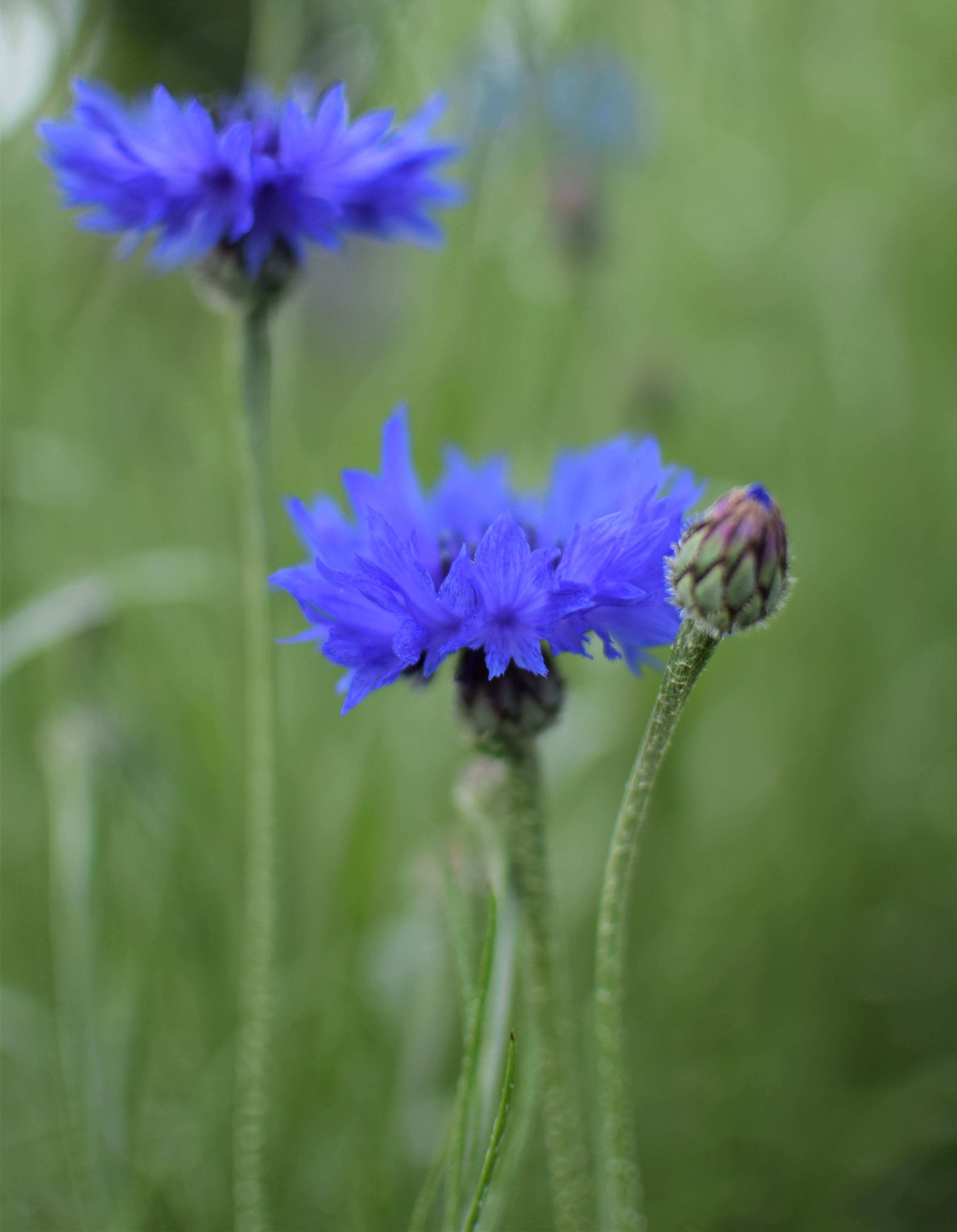 Cornflower ‘Blue Boy’ Zoe Woodward Gardening