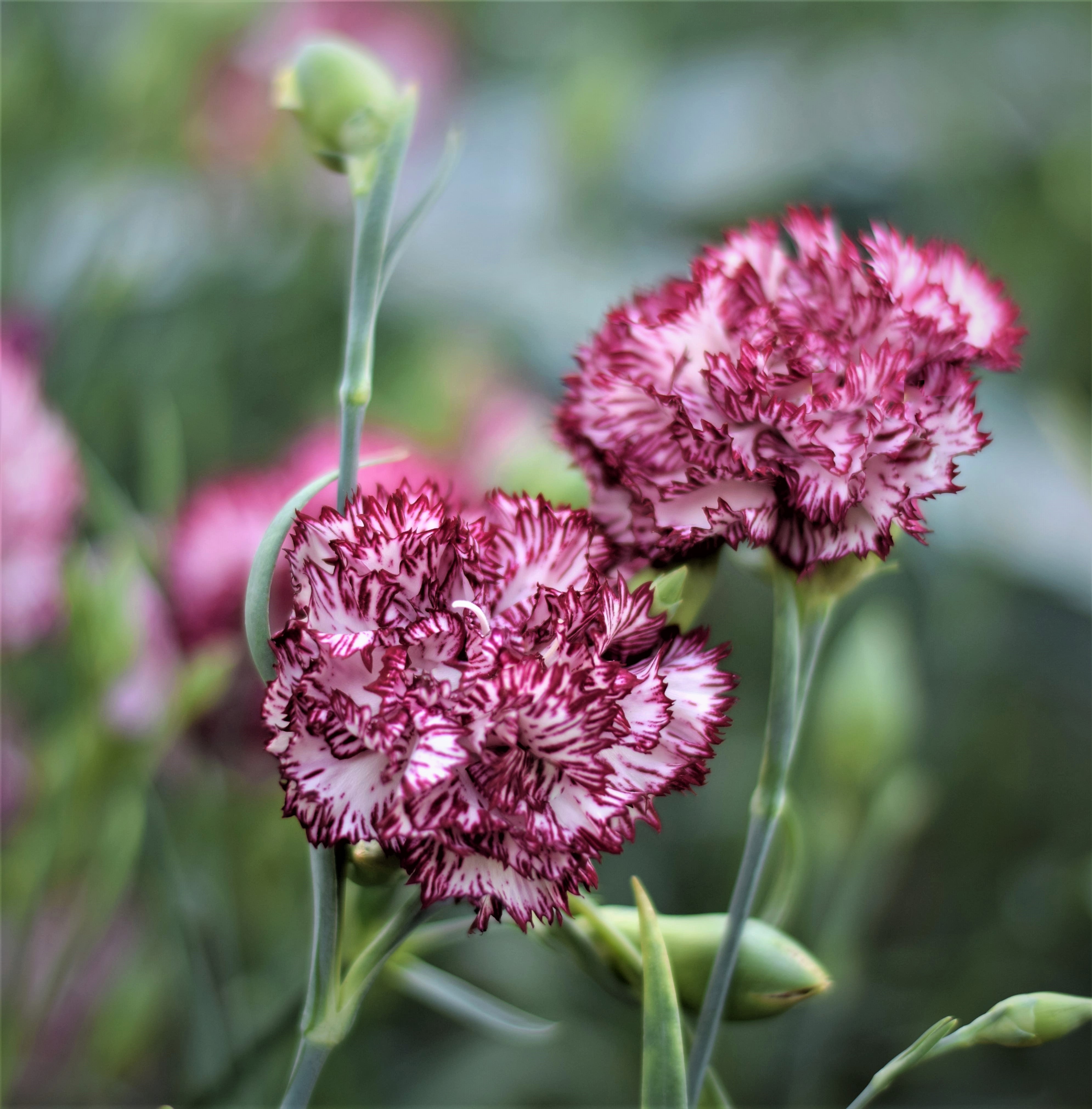 Carnation Chabaud Benigna Zoe Woodward Gardening