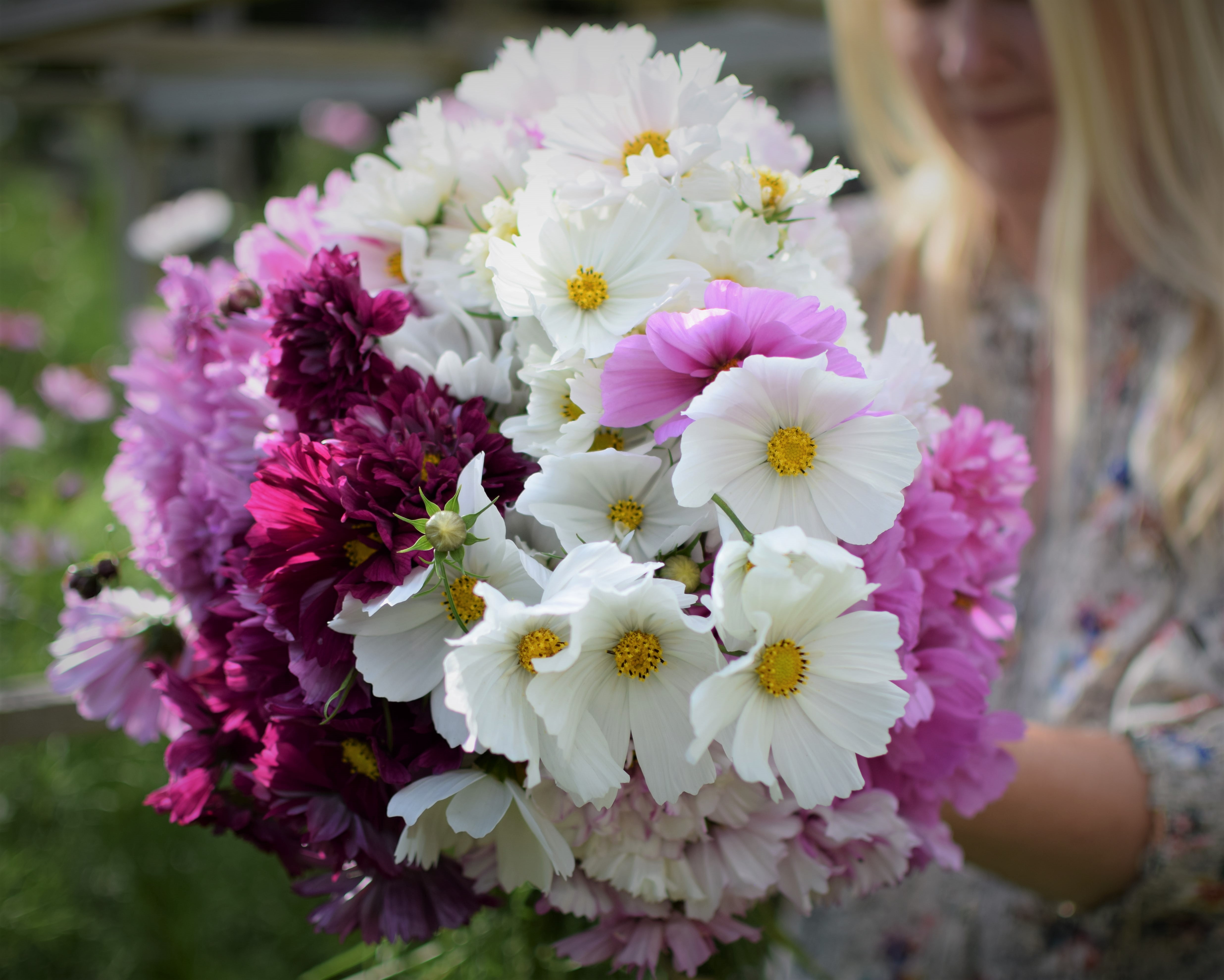Spring Seed Shop ‘Cosmos bunch’ Zoe Woodward Gardening