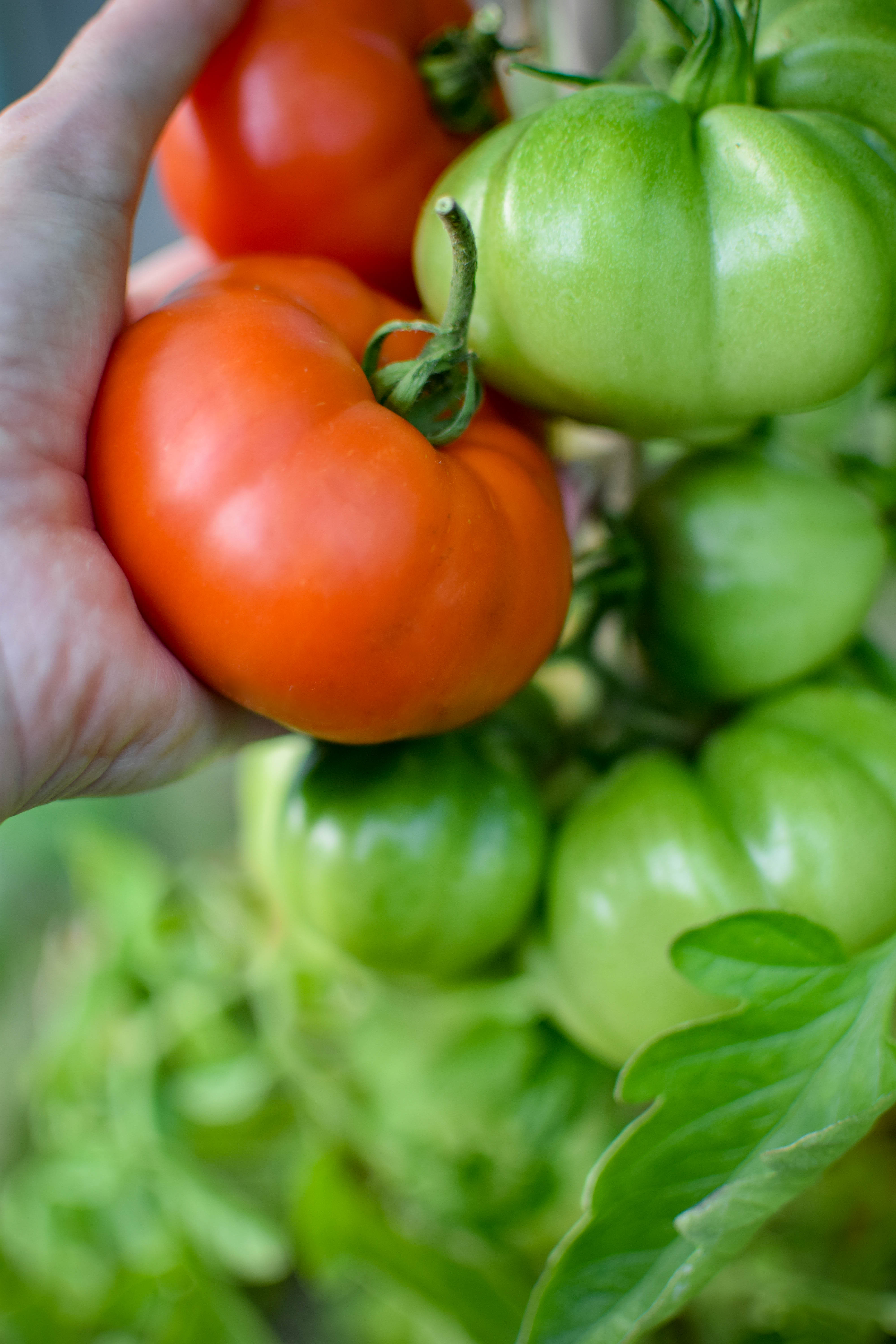 Tomato ‘Marmande’Solanaceae lycopersicum4 Zoe Woodward Gardening