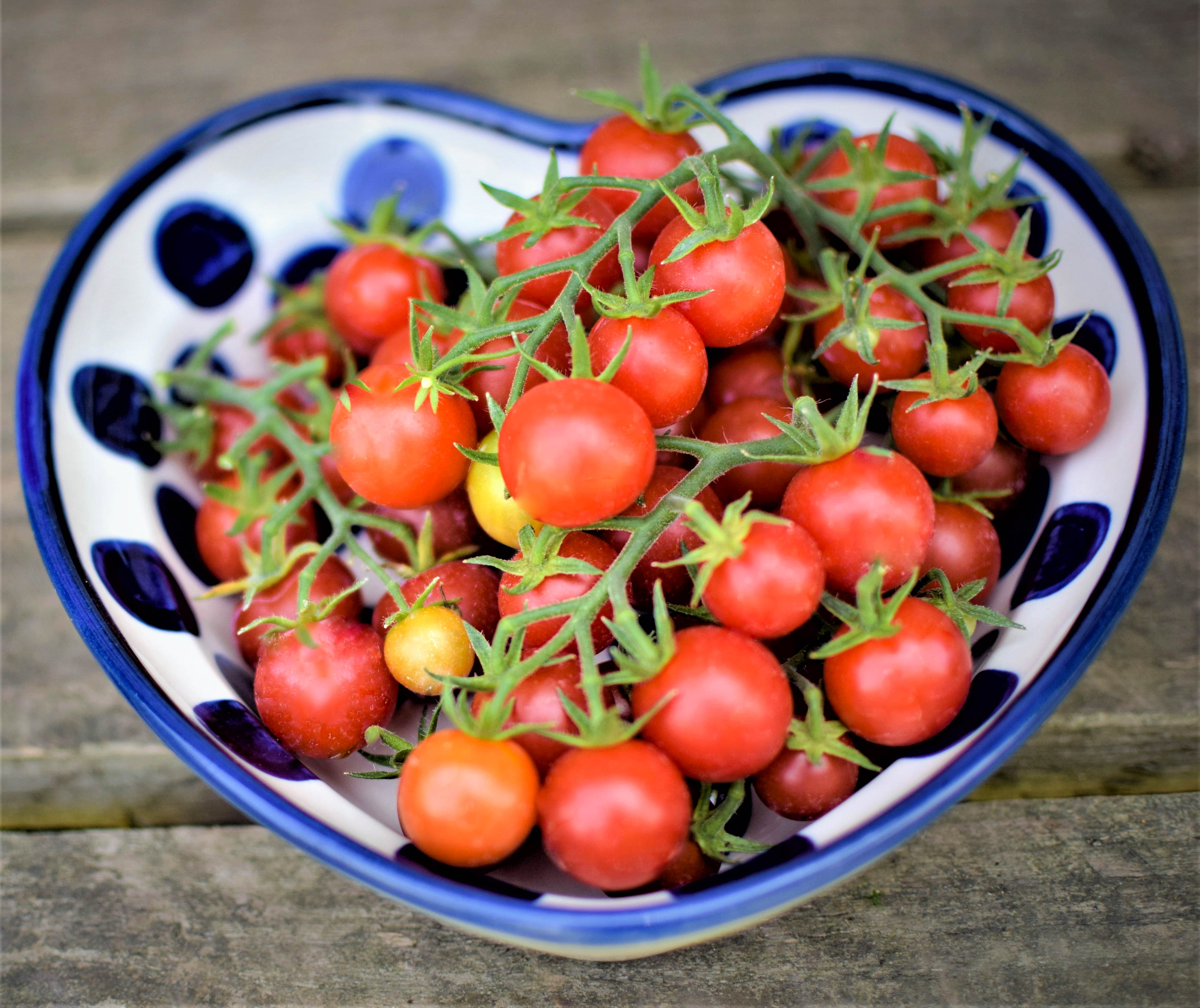 Tomato 'Lizzano' – Zoe Woodward Gardening