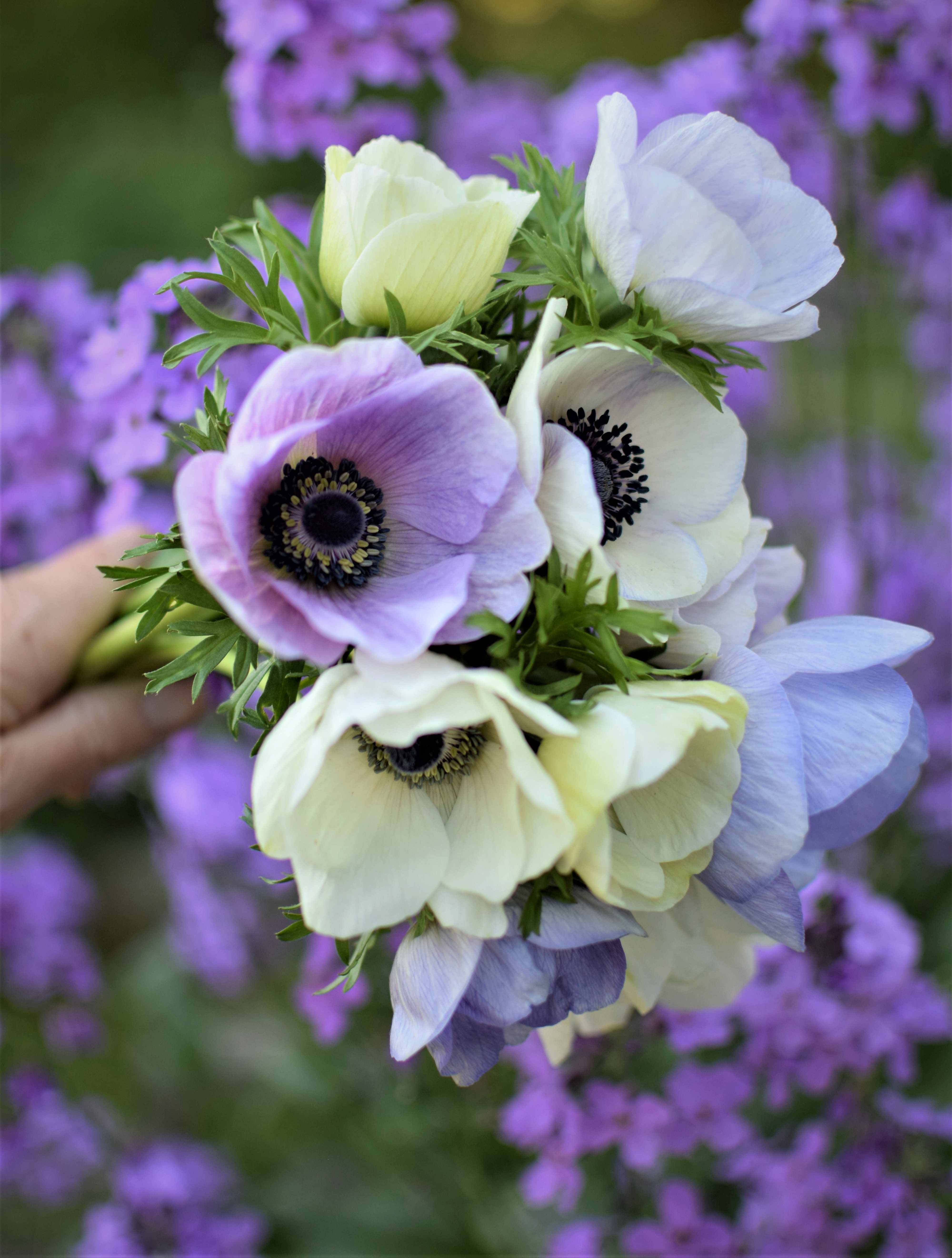 Anemones Pastel Mix (6) Zoe Woodward Gardening