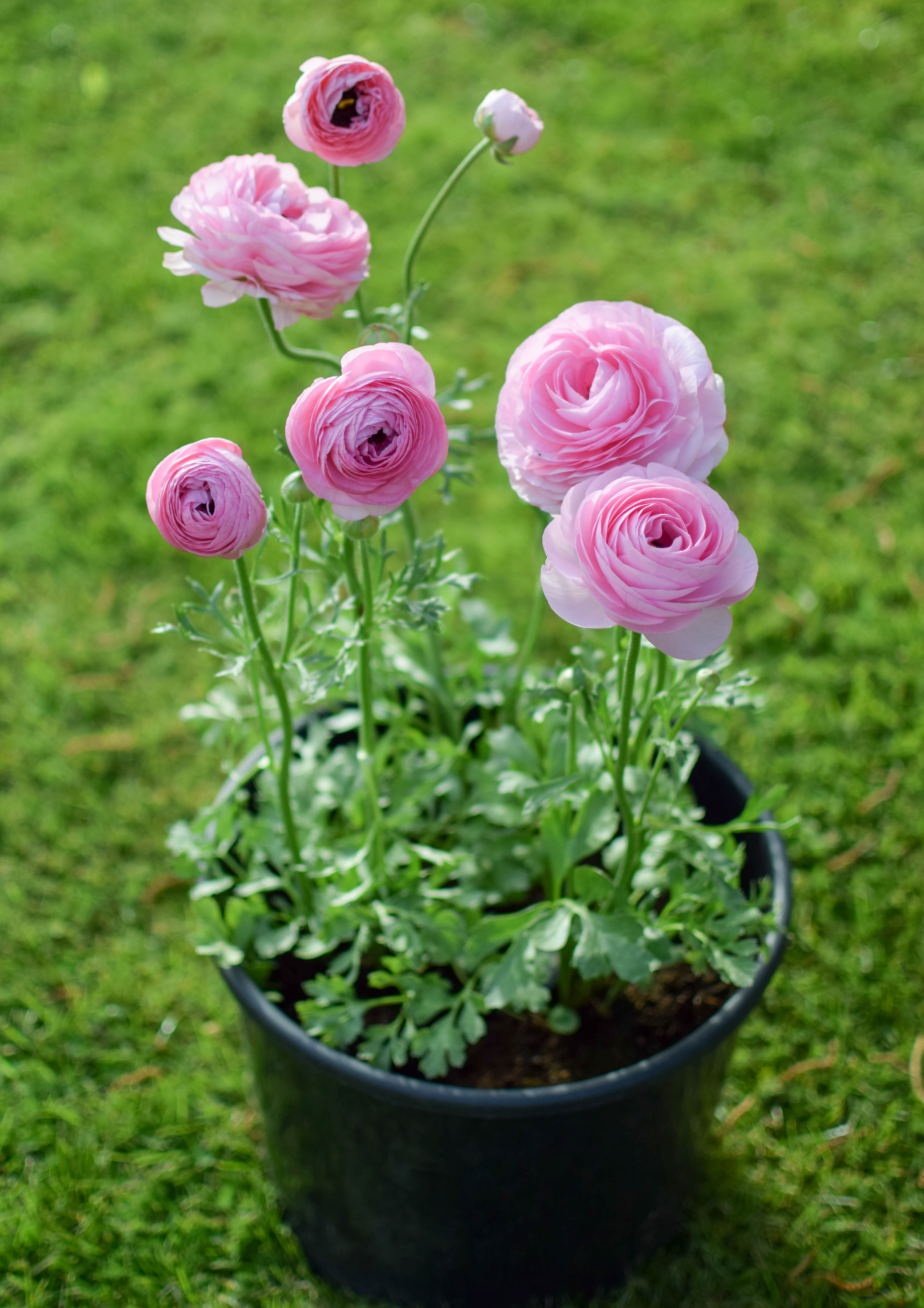 Ranunculus ‘Rose’ Pot Zoe Woodward Gardening
