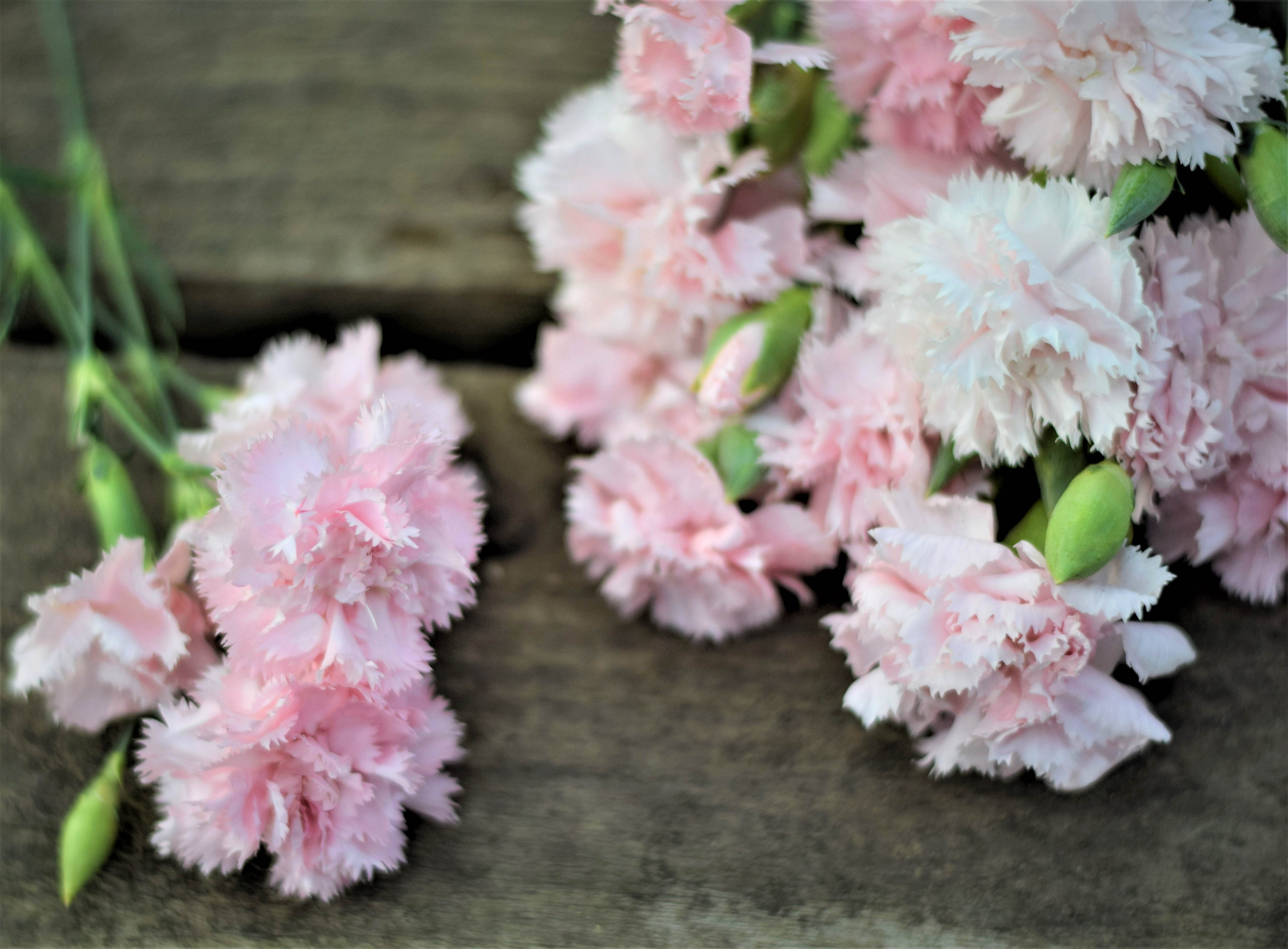 Carnation Chabaud ‘La France’ Dianthus caryophyllus ‘Swan Cottage Flowers’ Zoe Woodward Gardening