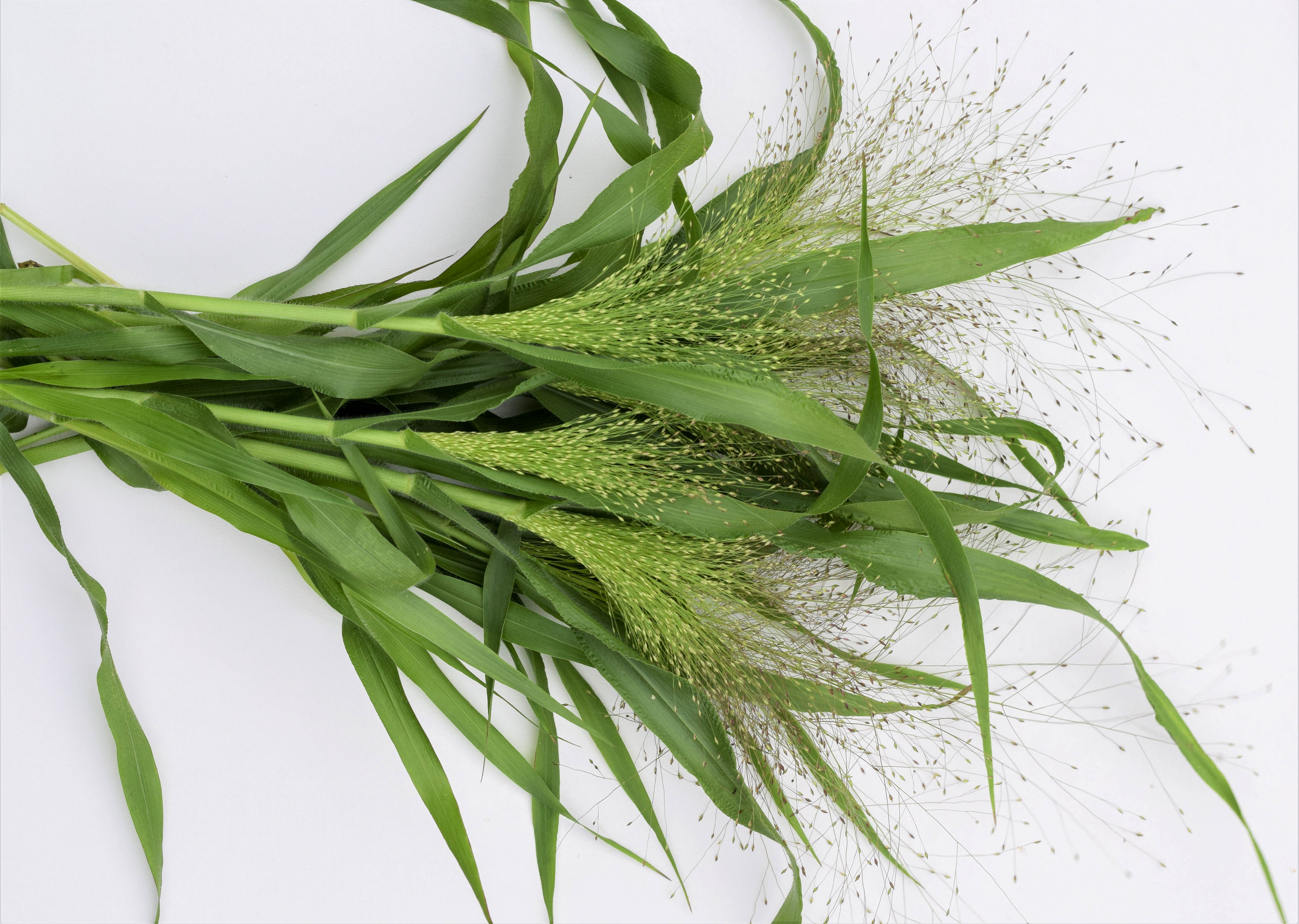 Panicum Frosted Explosion 12 Zoe Woodward Gardening