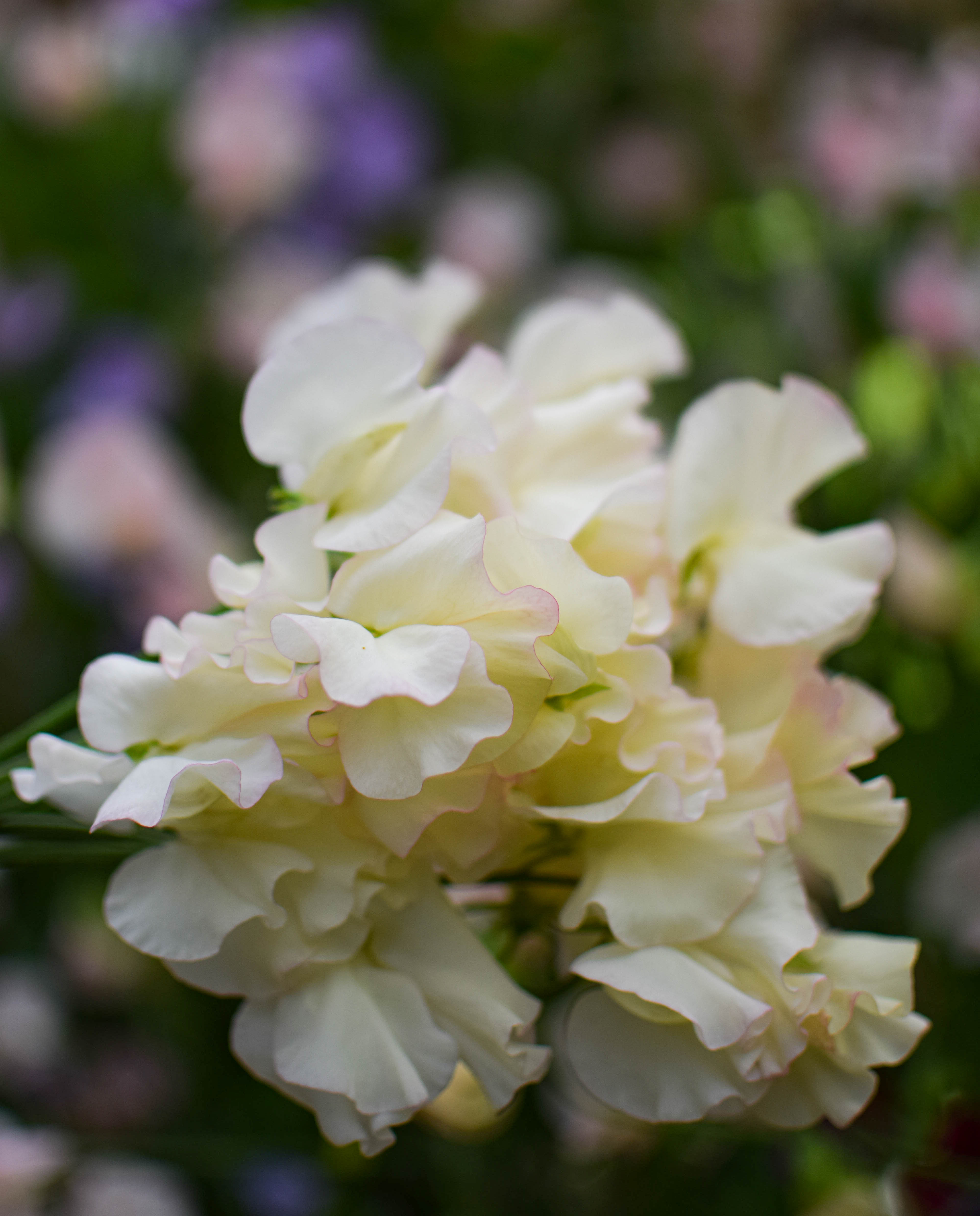 Sweet Pea Lathyrus odoratus Frolic 11 Zoe Woodward Gardening