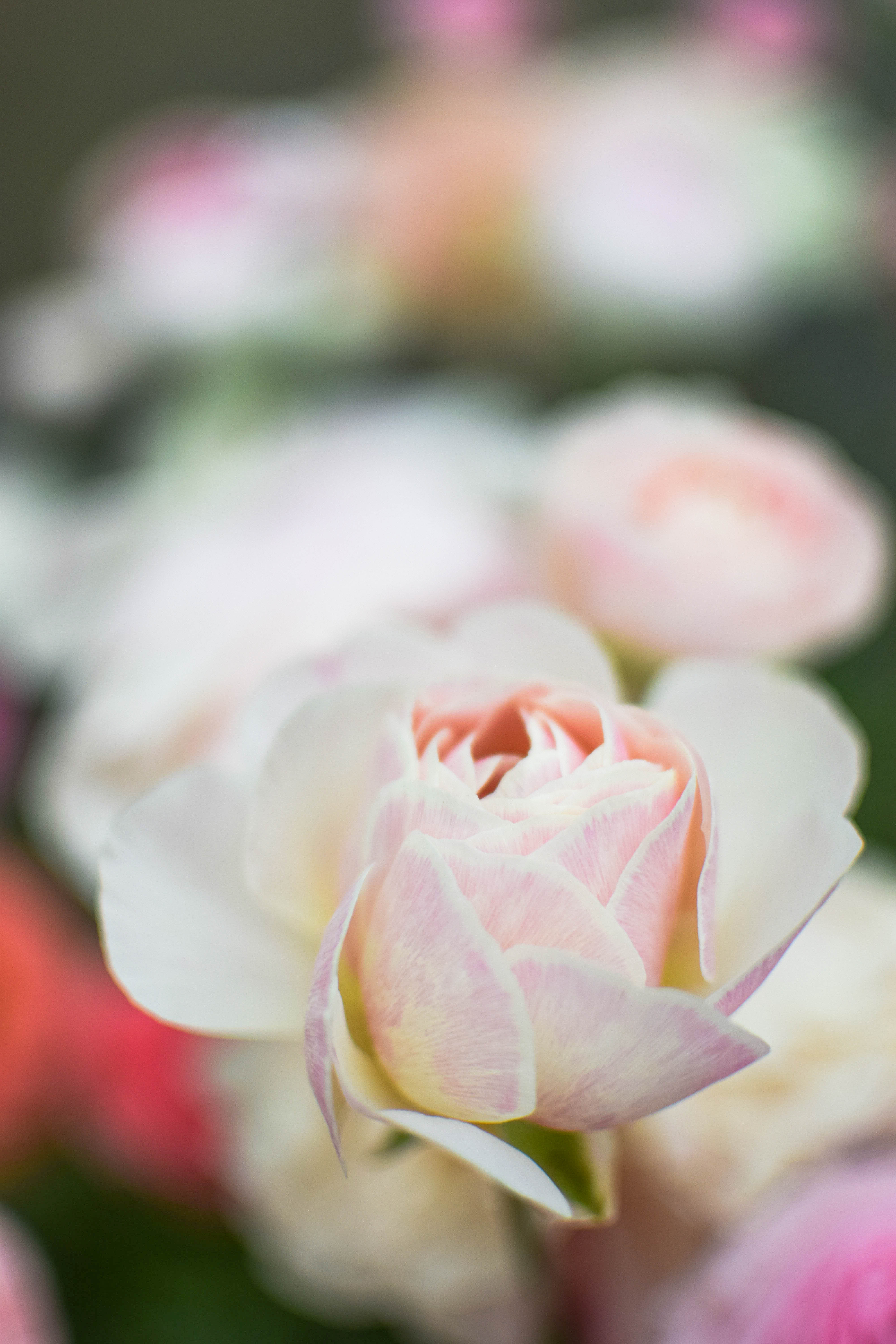 Ranunculus Porcelaine 4-1 – Zoe Woodward Gardening