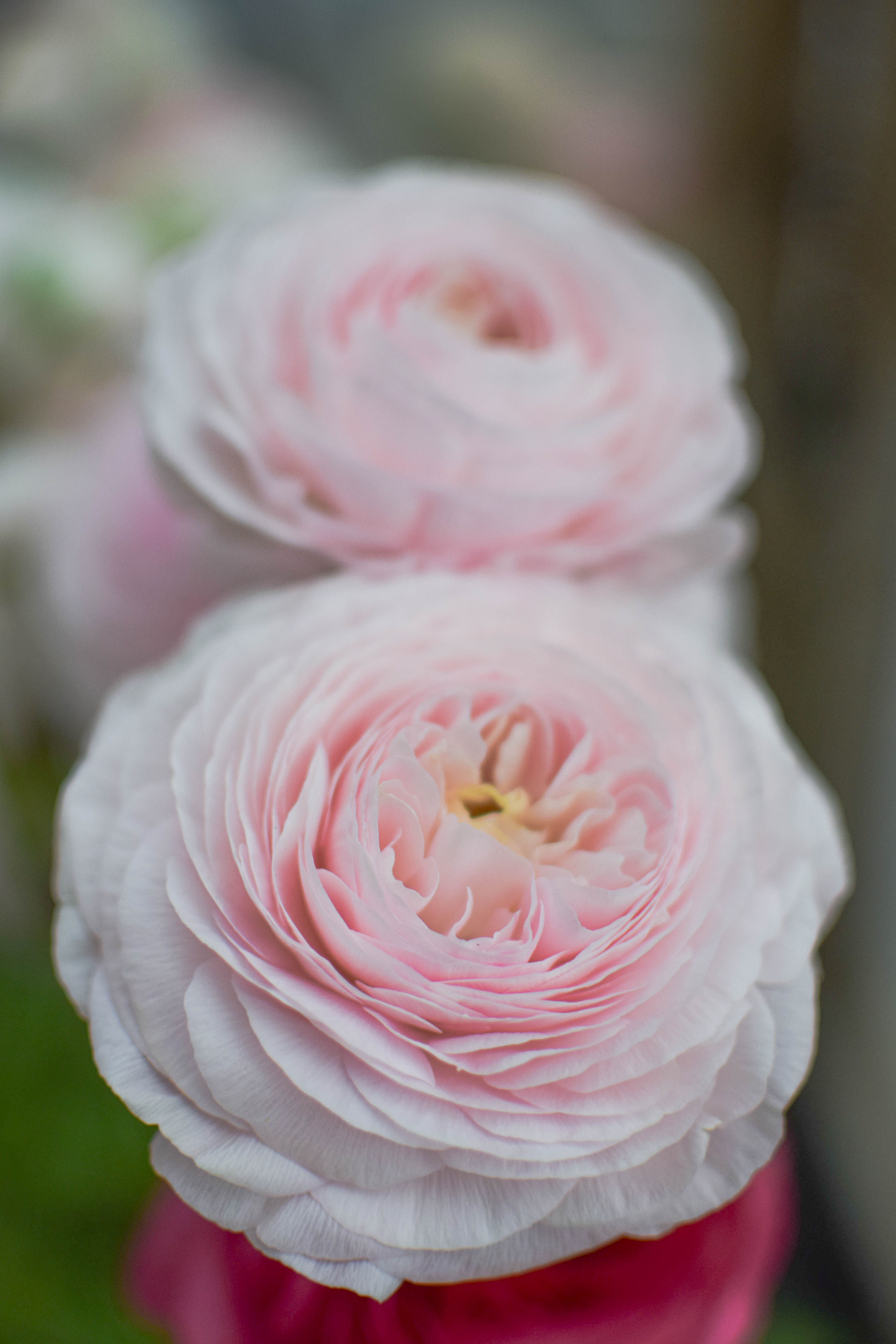 Ranunculus Porcelaine 7-1 – Zoe Woodward Gardening
