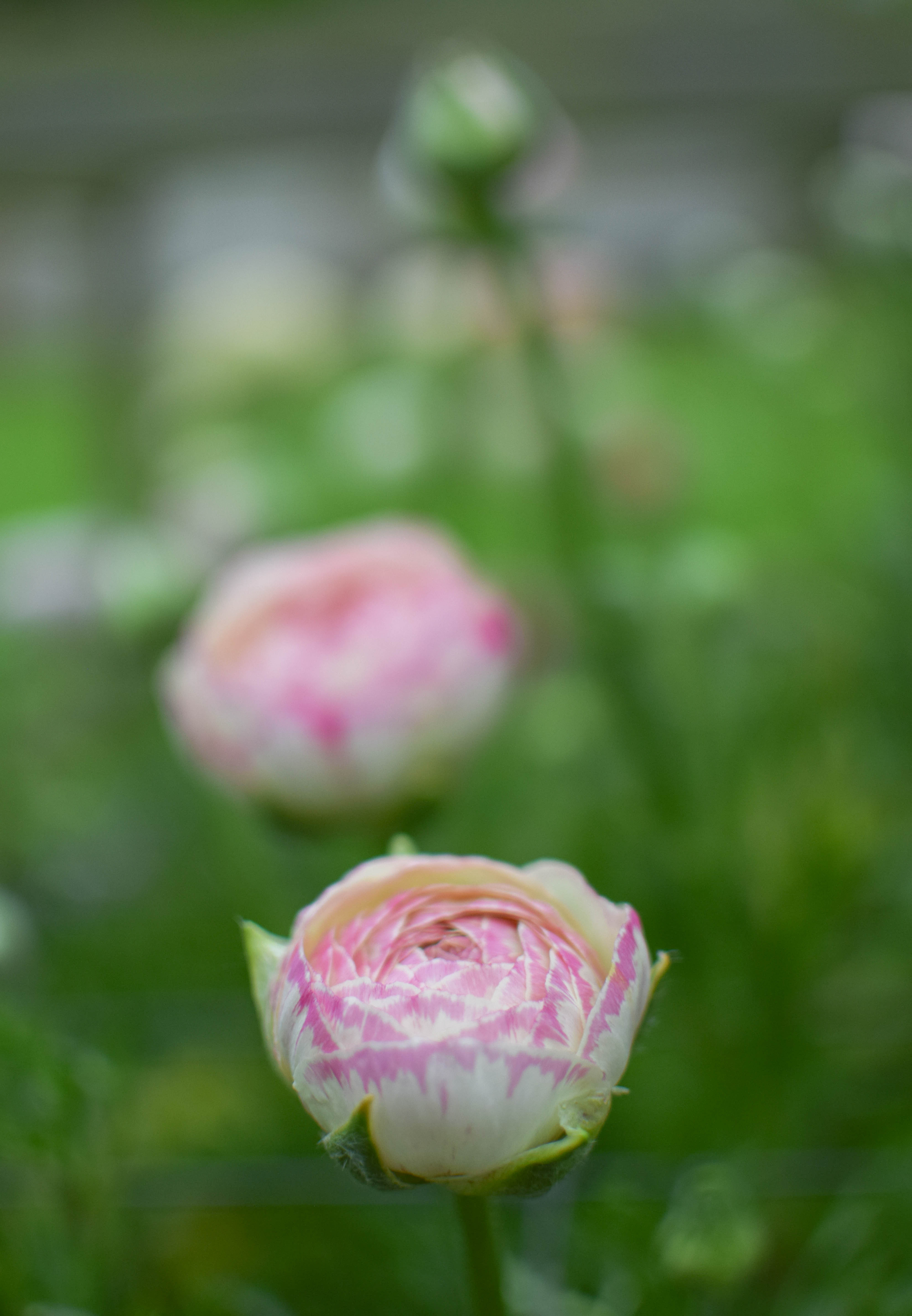 Ranunculus Porcelaine 8-1 – Zoe Woodward Gardening