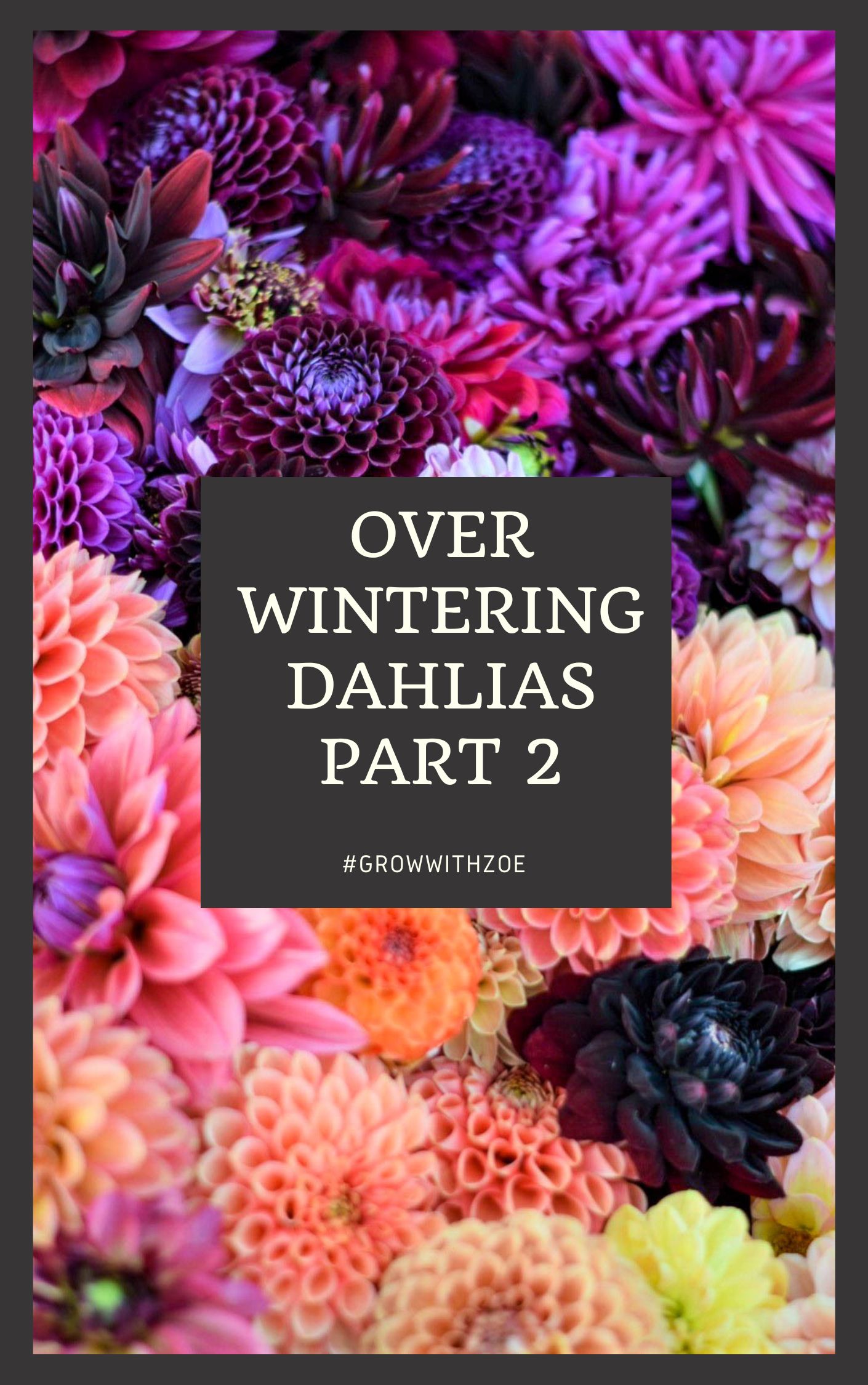 Over Wintering Dahlias Part 2 Zoe Woodward Gardening