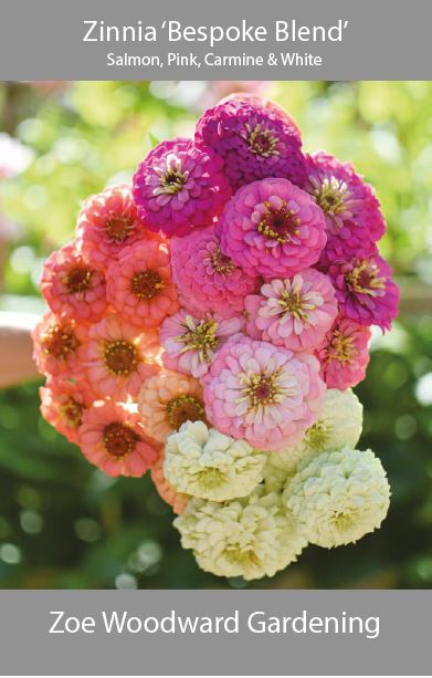 Zinnia 'Bespoke Blend' – Zoe Woodward Gardening